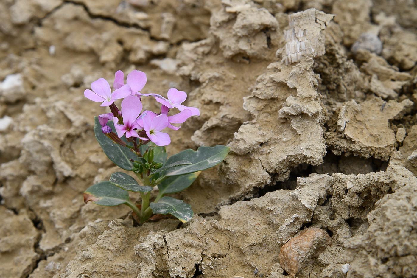 Image of Spryginia crassifolia specimen.