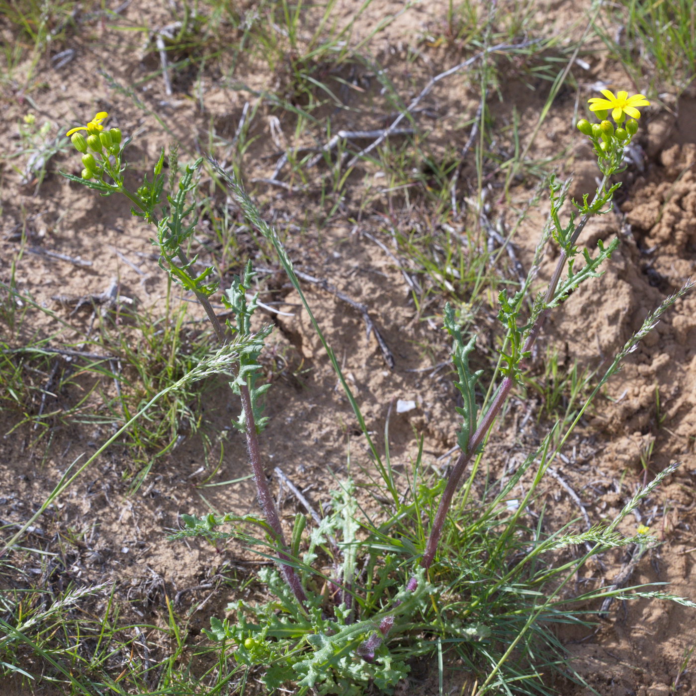 Image of genus Senecio specimen.