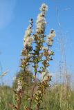 Solidago virgaurea. Верхушки плодоносящих побегов. Беларусь, Витебская обл., окр. пос. Езерище, выкашиваемый суходольный луг. 29.08.2024.