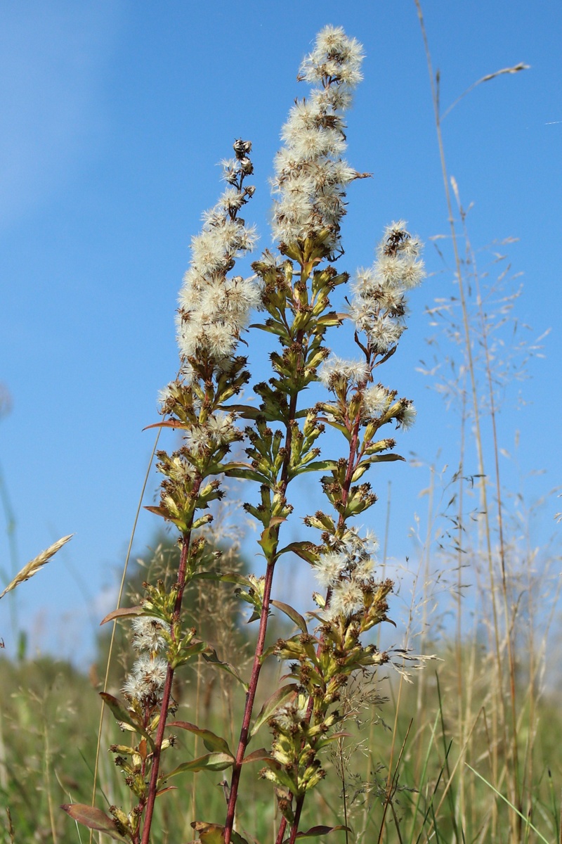 Image of Solidago virgaurea specimen.