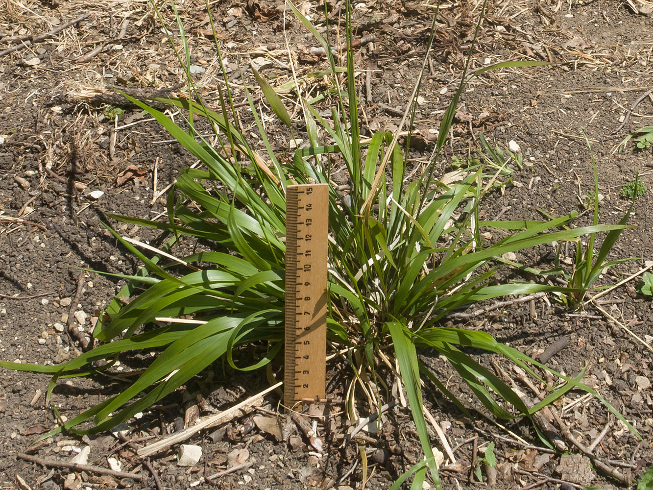 Изображение особи Achnatherum virescens.