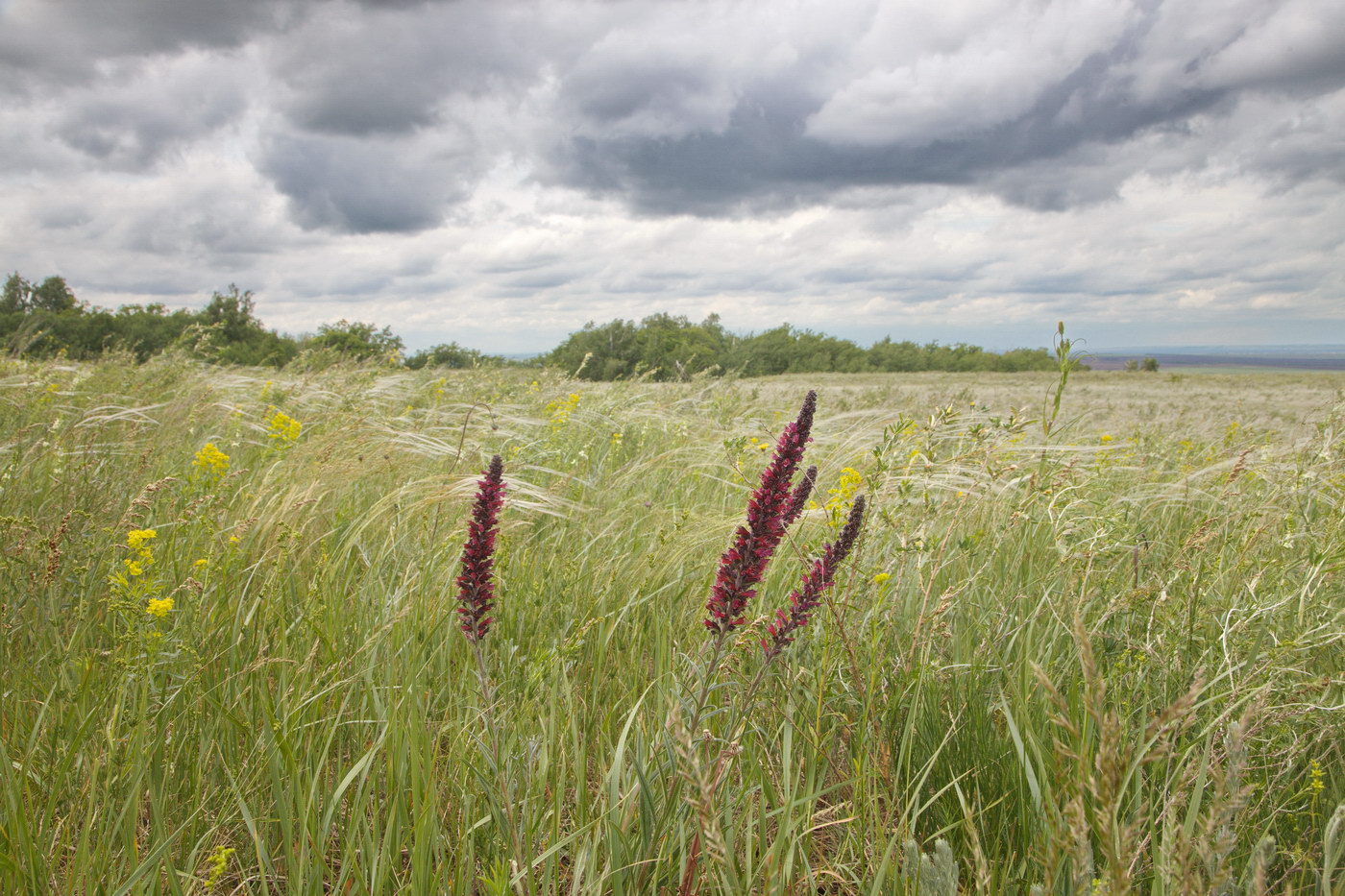 Image of Echium russicum specimen.