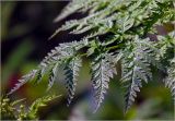 Anthriscus sylvestris