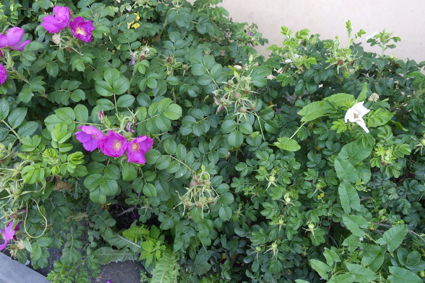 Image of Rosa rugosa specimen.