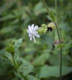Melandrium latifolium. Цветок. Абхазия, окр. г. Новый Афон, Иверская гора, дубрава. 12.06.2025.