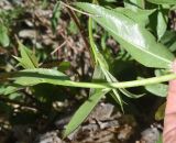 genus Salix