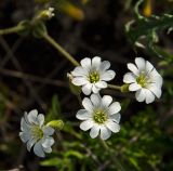 Cerastium arvense