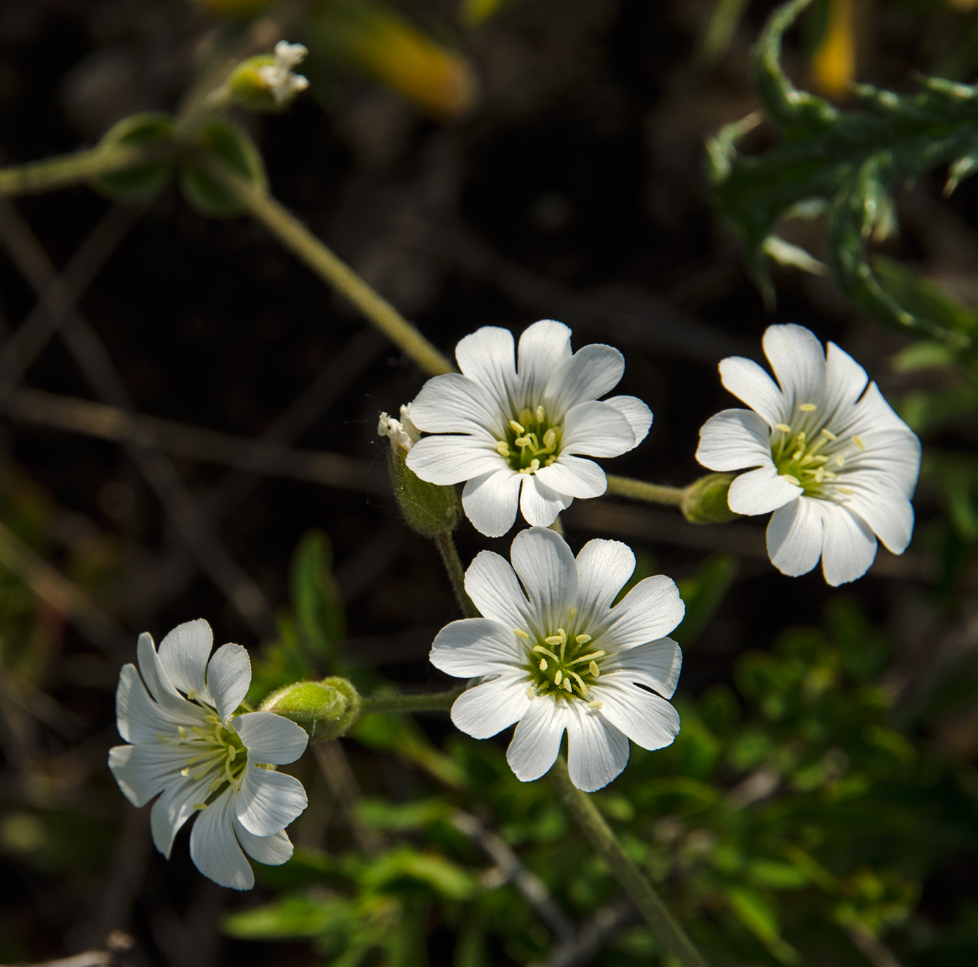 Изображение особи Cerastium arvense.