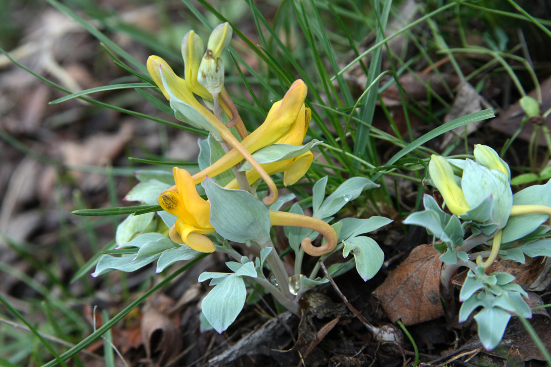 Image of Corydalis sewerzowii specimen.