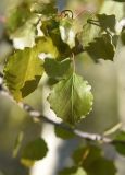 Populus tremula. Листья. Турция, ил Ван, р-н Битлис, кальдера Немрут, верхняя часть южного склона котловины озера Ылы, верхний край рощи. 21 мая 2025 г.