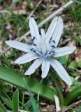 Scilla puschkinioides. Аномальный цветок. Узбекистан, Ташкентская обл., Паркентский р-н, окр. кишлака Сукок (So'qoq), холмы, глинистая почва. 31.03.2019.