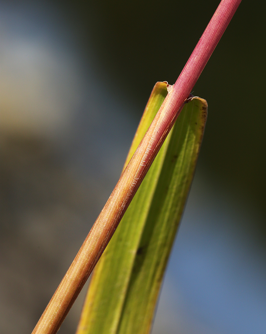 Изображение особи Panicum bisulcatum.