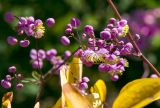 Thalictrum delavayi. Часть соцветия с цветками и бутонами. Пермь, Ленинский р-н, набережная Камы, в озеленении. 1 сентября 2024 г.