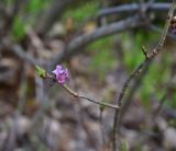 Daphne mezereum. Верхушка цветущего побега. Кабардино-Балкария, Эльбрусский р-н, западный склон горы Донгуз-Орун-Гитче-Кара-Баши, выс 2250 м н.у.м. 17 июня 2025 г.