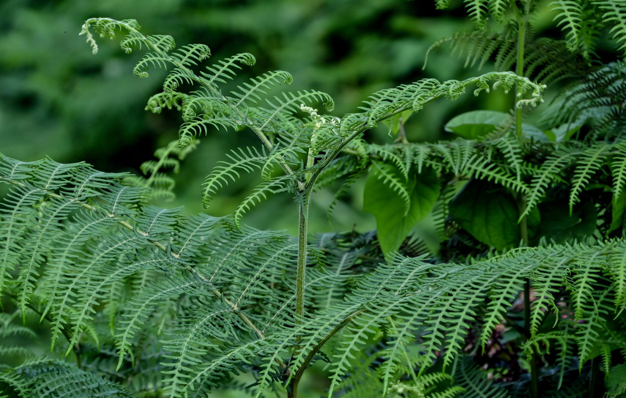 Изображение особи Pteridium aquilinum.