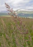 род Calamagrostis