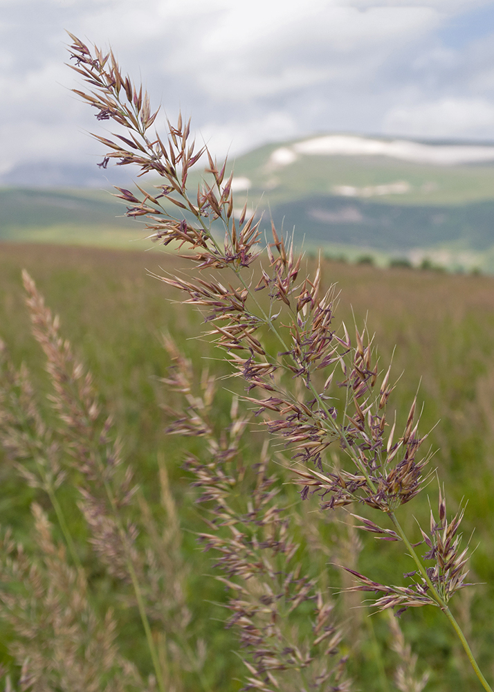 Image of genus Calamagrostis specimen.