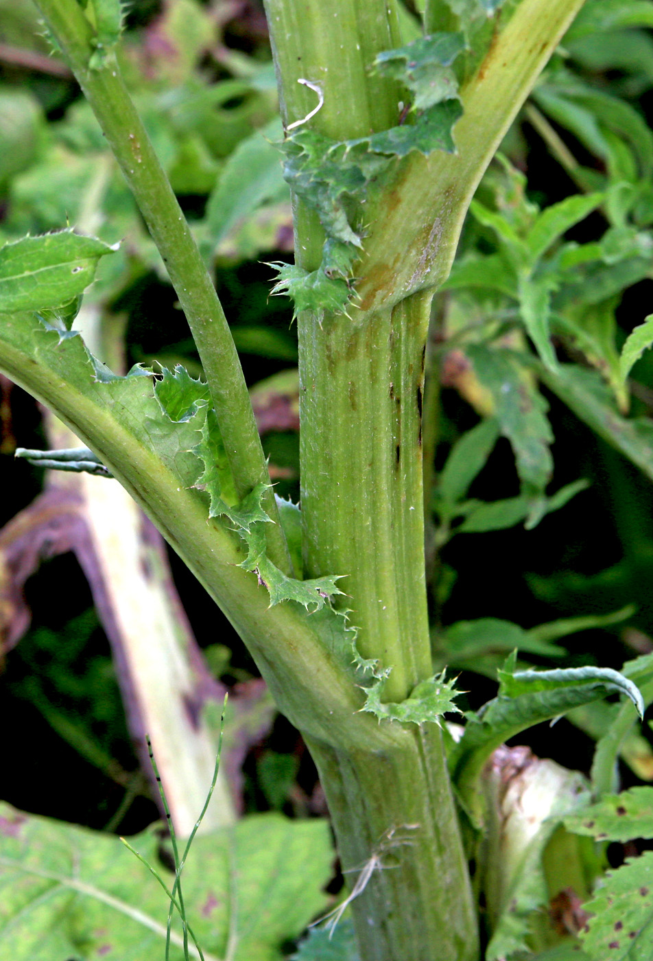 Image of Cirsium oleraceum specimen.