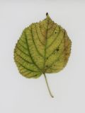 Tilia platyphyllos. Лист в осенней окраске. Республика Молдова, муниципалитет Кишинёв, г. Кодру. 20 ноября 2025 г.