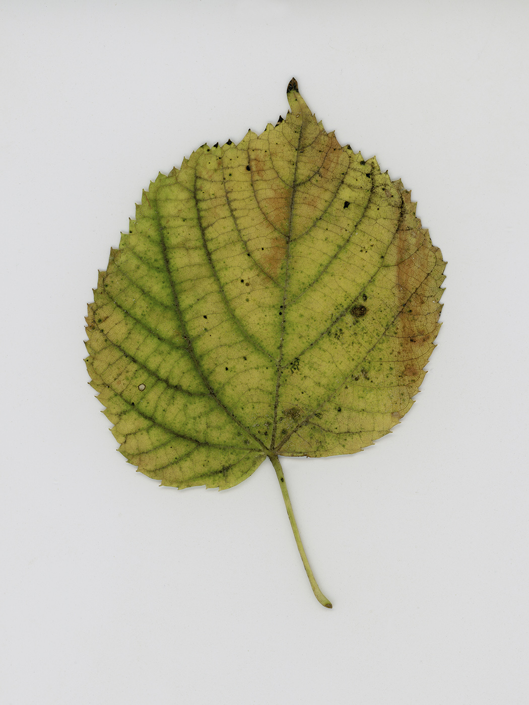 Изображение особи Tilia platyphyllos.