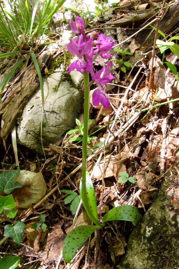 Изображение особи Orchis &times; penzigiana.