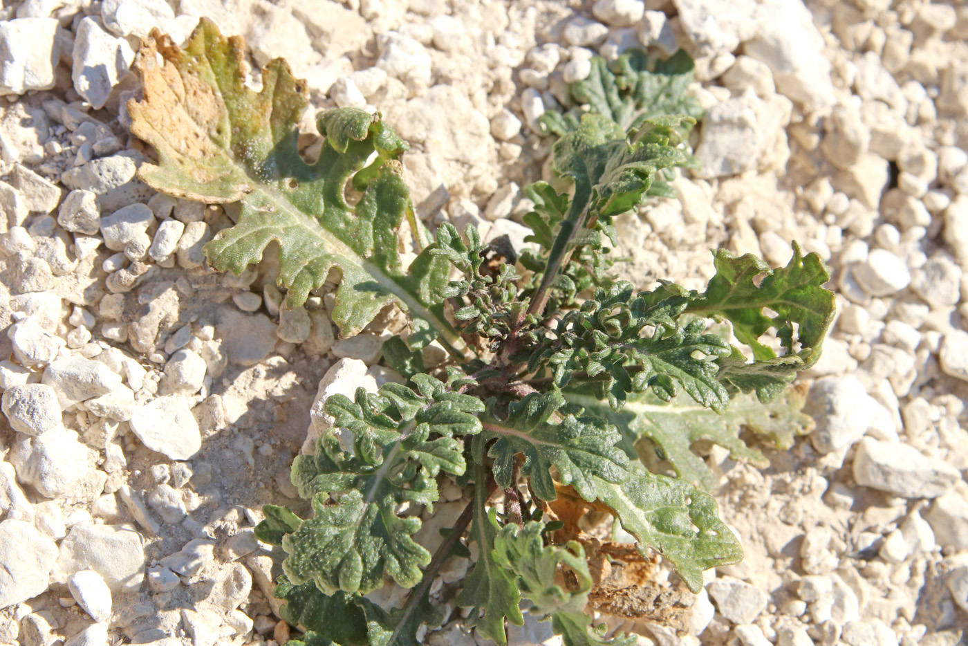 Image of Erucastrum gallicum specimen.