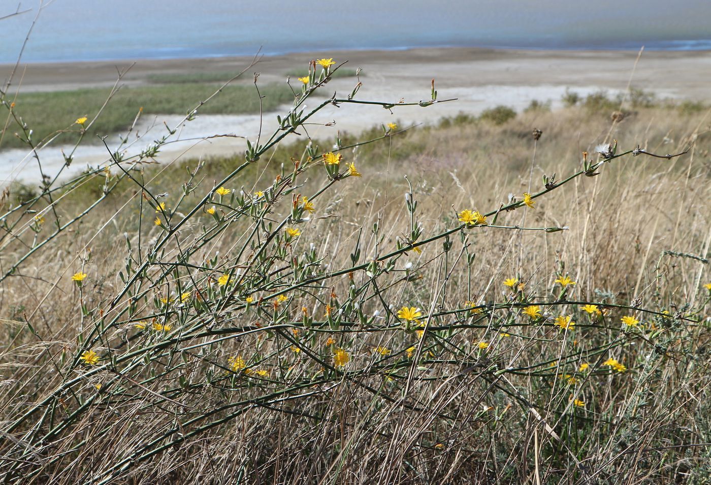 Image of Chondrilla juncea specimen.