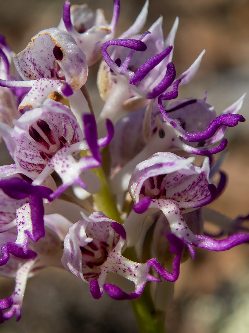 Image of Orchis simia specimen.