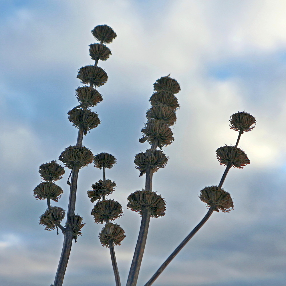 Изображение особи Phlomoides tuberosa.