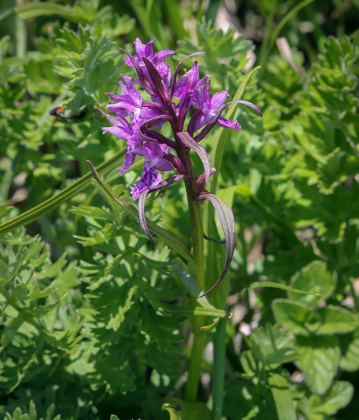 Image of Dactylorhiza urvilleana specimen.