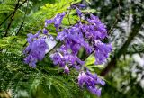 Jacaranda mimosifolia. Соцветие и часть листа. Португалия, г. Лиссабон, в культуре. 04.08.2025.