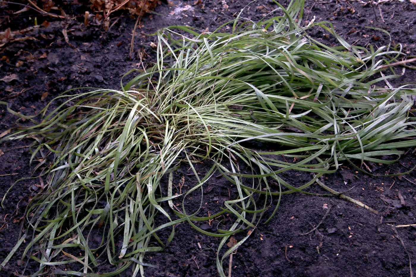 Image of Liriope muscari specimen.