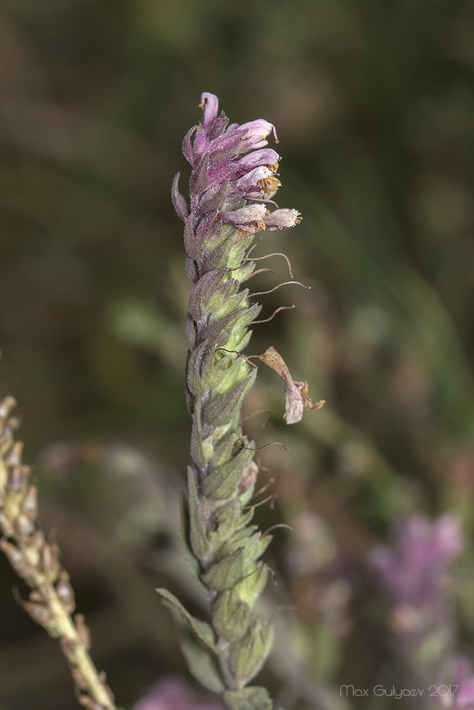 Image of Odontites vulgaris specimen.