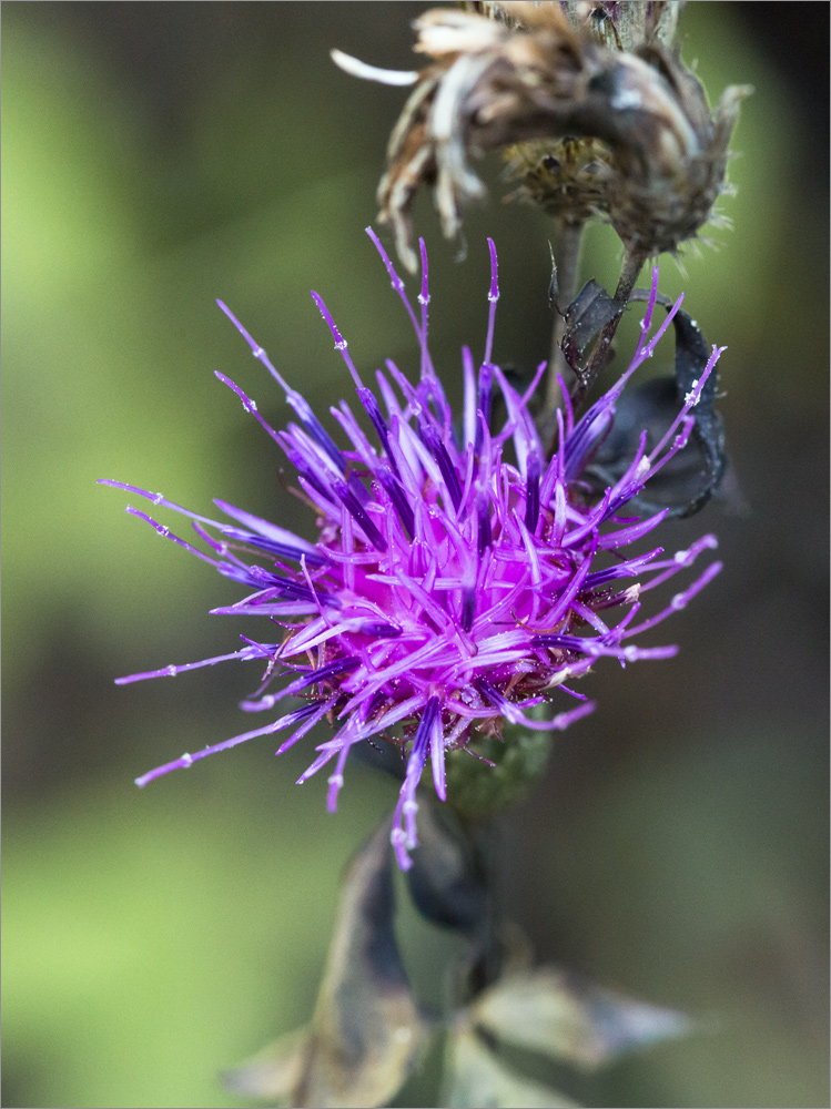 Image of Klasea quinquefolia specimen.