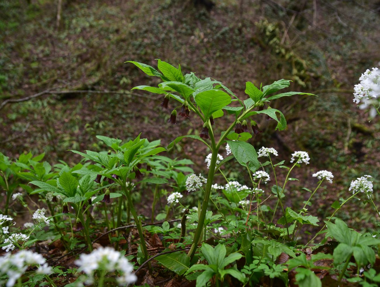 Изображение особи Scopolia caucasica.