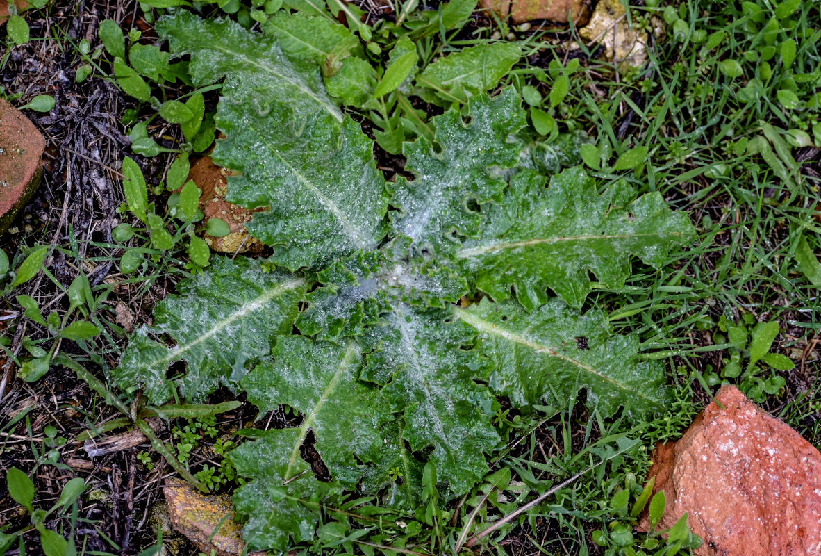 Изображение особи Onopordum acanthium.