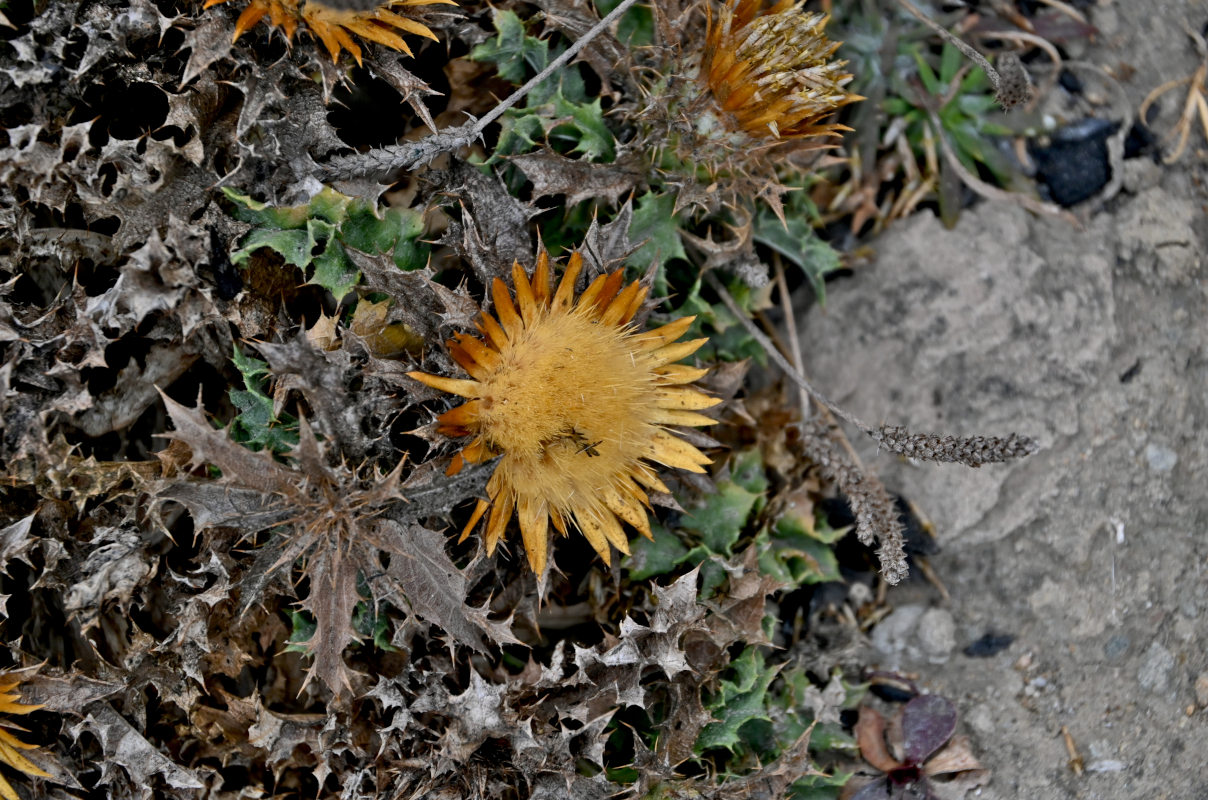 Image of Carlina hispanica specimen.