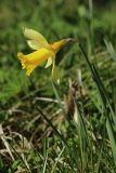 Narcissus pseudonarcissus. Побег с цветком. Ленинградская обл., Ломоносовский р-н, дер. Дубки, дачный участок, в культуре. 01.05.2026.