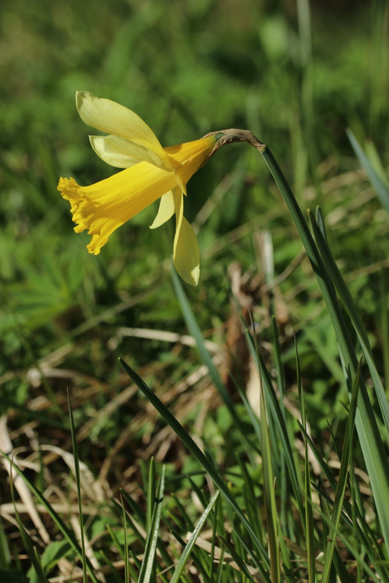 Image of Narcissus pseudonarcissus specimen.