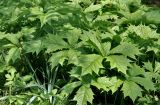 Rodgersia podophylla. Листья. Москва, ботанический сад МГУ \"Аптекарский огород\", в культуре. 18.05.2011.