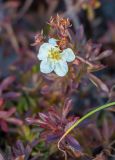 Dasiphora glabrata. Цветок, плоды и листья в осенней окраске. Приморский край, Партизанский р-н, хр. Чандолаз (Лозовый), скала. 13.10.2025.