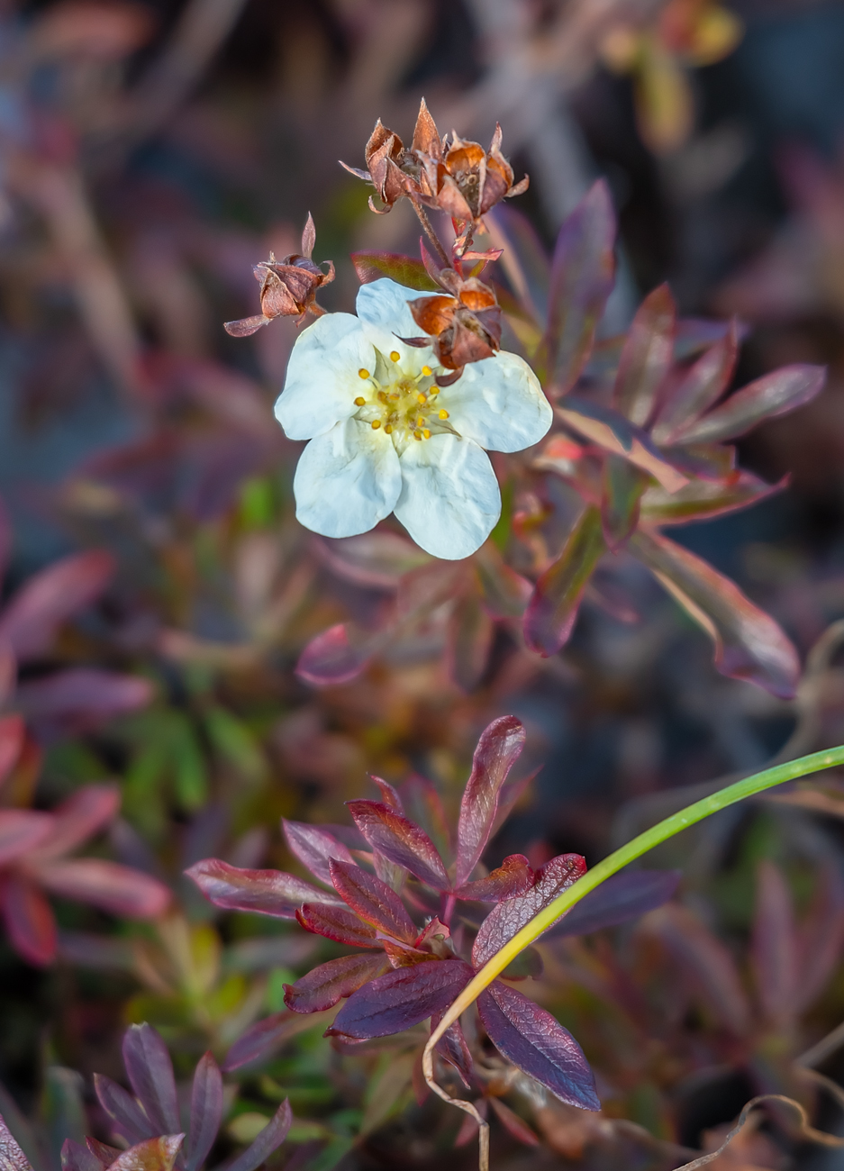 Изображение особи Dasiphora glabrata.