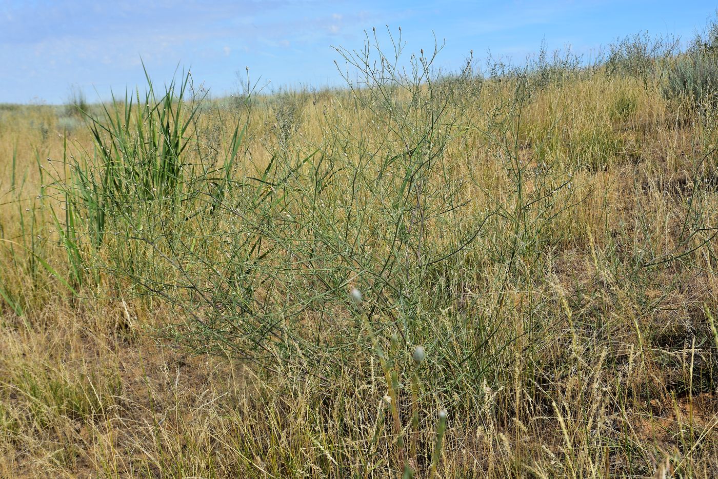 Image of Centaurea arenaria specimen.