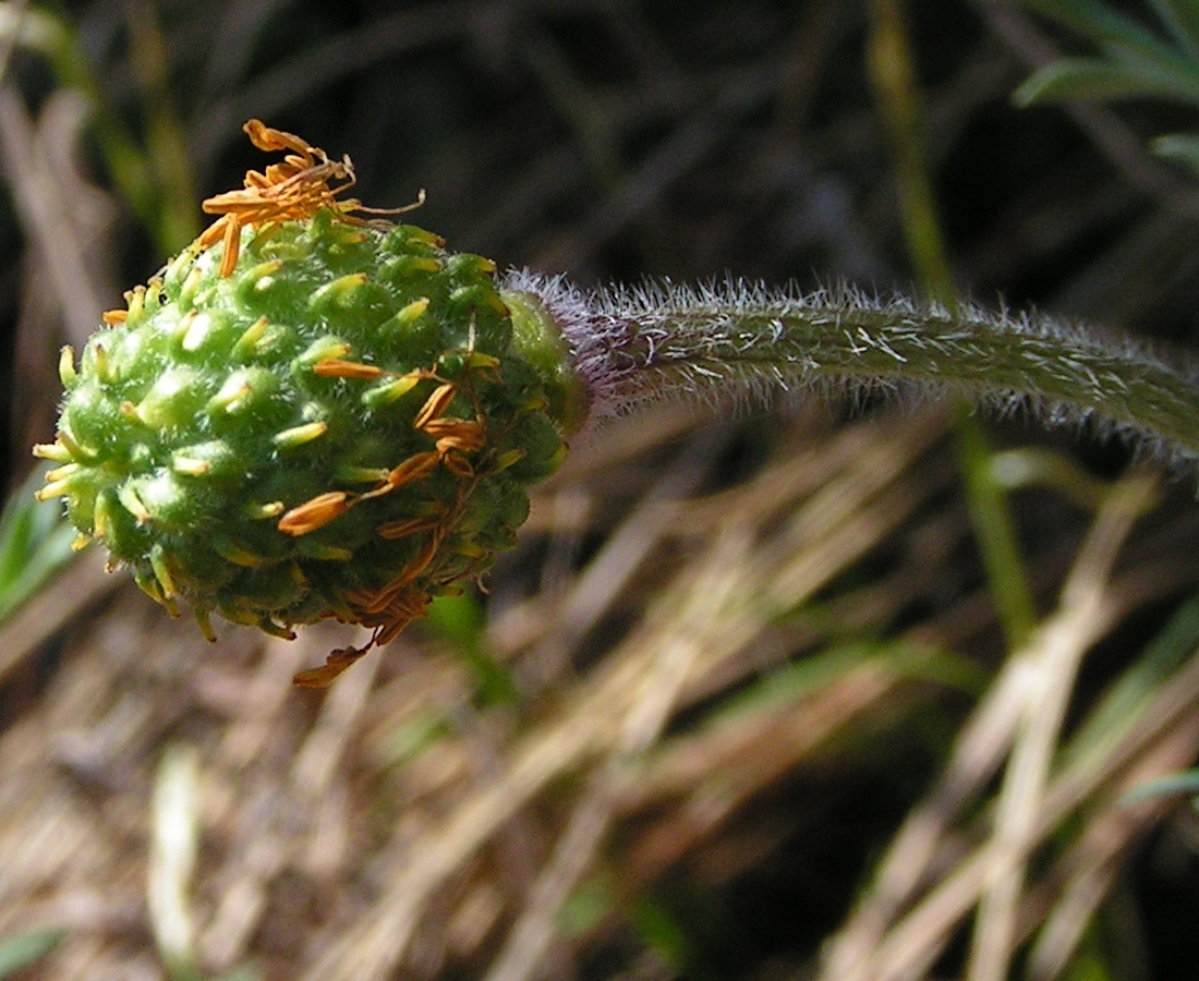 Image of Adonis villosa specimen.