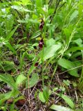 Ophrys insectifera