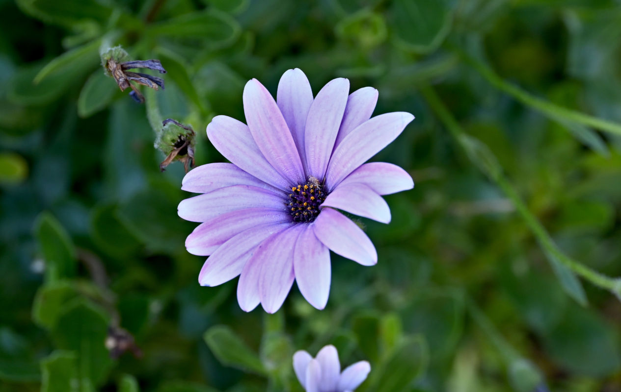 Изображение особи Osteospermum fruticosum.