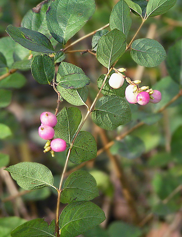 Изображение особи Symphoricarpos albus var. laevigatus.