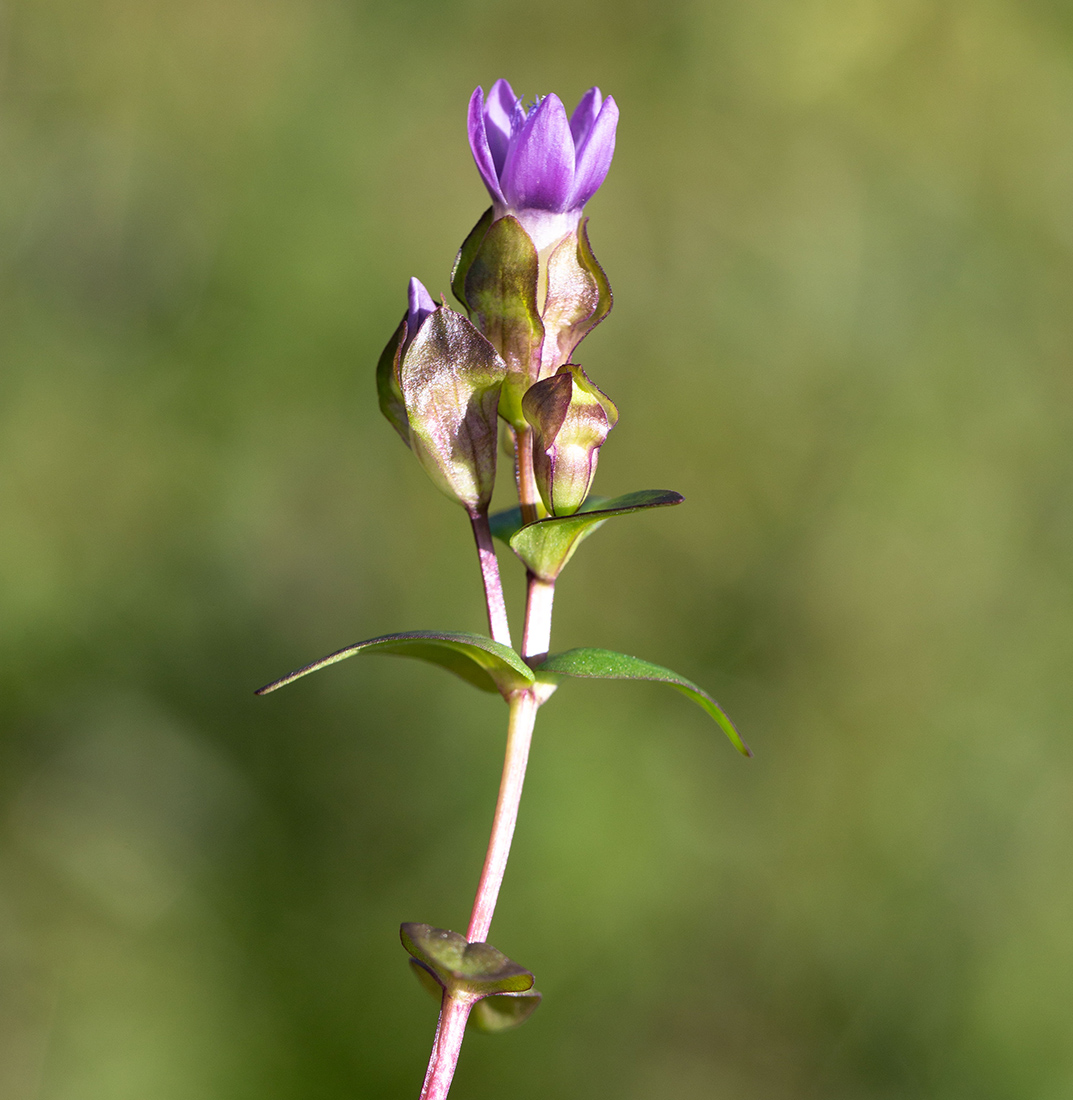 Изображение особи Gentianella auriculata.