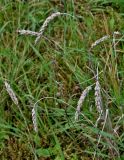 Triticum aestivum