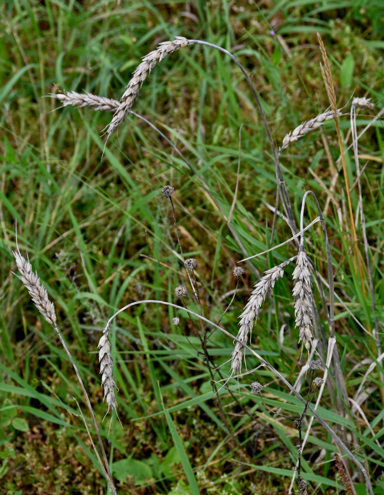 Image of Triticum aestivum specimen.